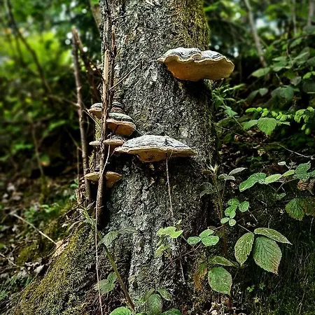 Hotel Hafermarkt Wildemann